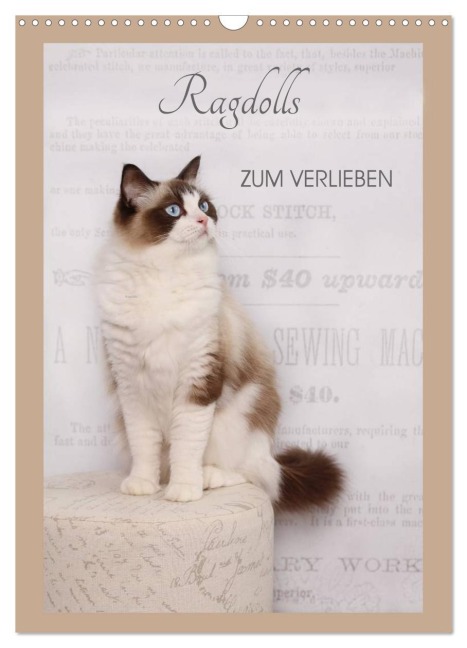 Ragdolls zum Verlieben (Wandkalender 2026 DIN A3 hoch), CALVENDO Monatskalender - Marion Reiß-Seibert