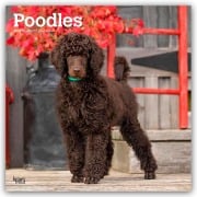 Poodles - Pudel 2026 - 16-Monatskalender - Browntrout Publishers