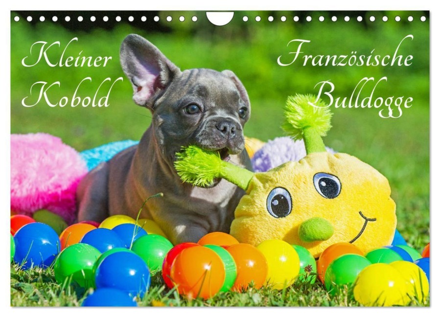 Kleiner Kobold Französische Bulldogge (Wandkalender 2027 DIN A4 quer), CALVENDO Monatskalender - Sigrid Starick