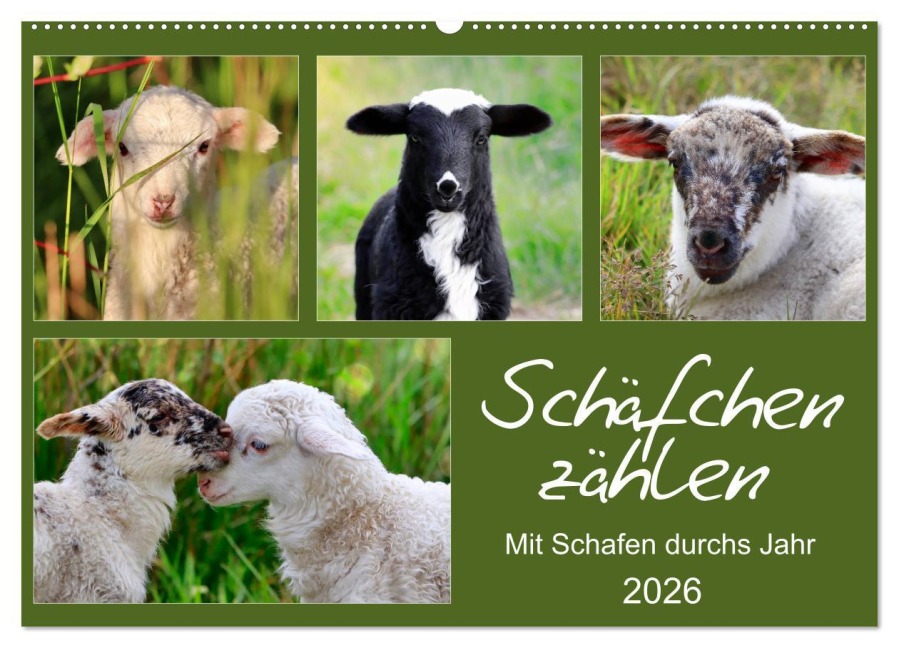 Schäfchen zählen - Mit Schafen durchs Jahr (Wandkalender 2026 DIN A2 quer), CALVENDO Monatskalender - Sabine Löwer