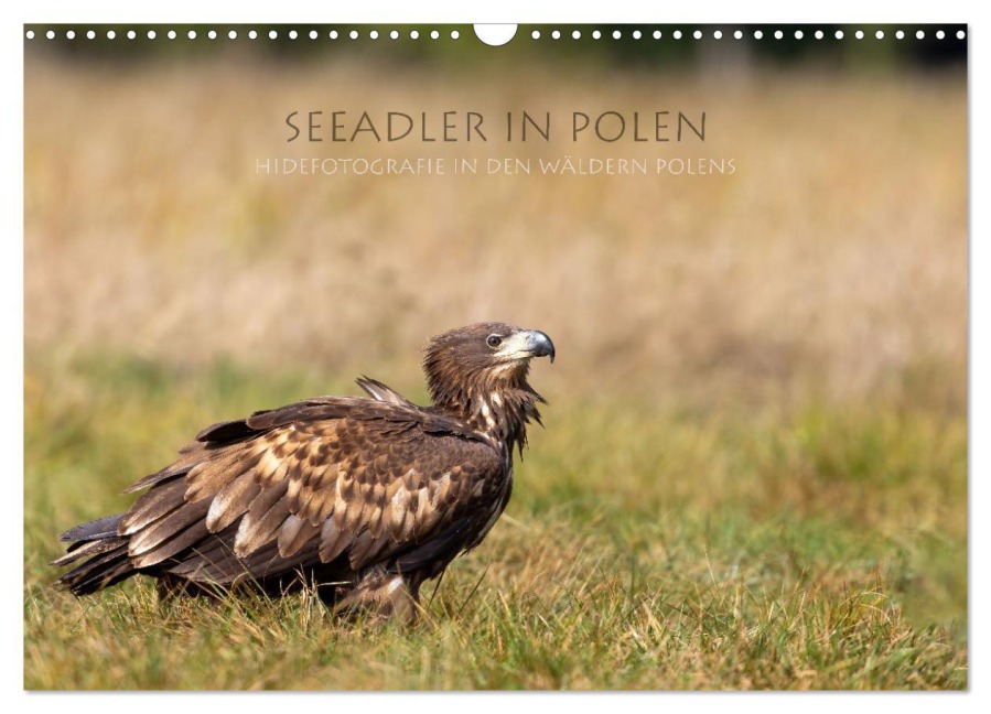 Seeadler in Polen (Wandkalender 2026 DIN A3 quer), CALVENDO Monatskalender - Stephan Peyer