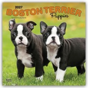 Cover-Bild zum Titel 'Boston Terrier Puppies - Boston Terrier Welpen 2027 - 16-Monatskalender' von 'Browntrout Publishers'