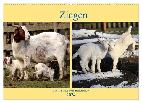 Ziegen - Die Stars aus dem Streichelzoo (Wandkalender 2024 DIN A2 quer), CALVENDO Monatskalender - Arno Klatt