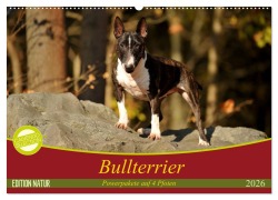 Bullterrier, Powerpakete auf 4 Pfoten (Wandkalender 2026 DIN A2 quer), CALVENDO Monatskalender - Yvonne Janetzek