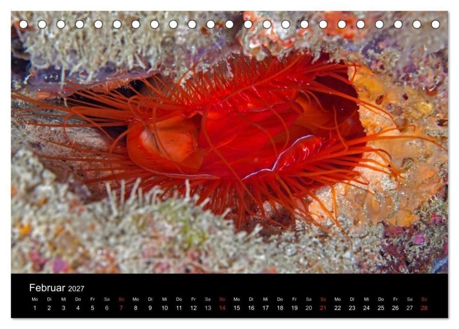 InsideView 7