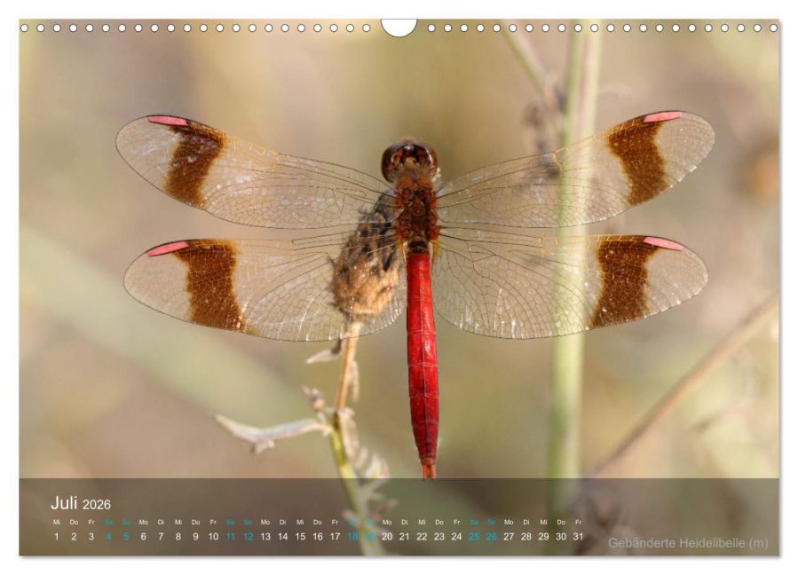 InsideView 12
