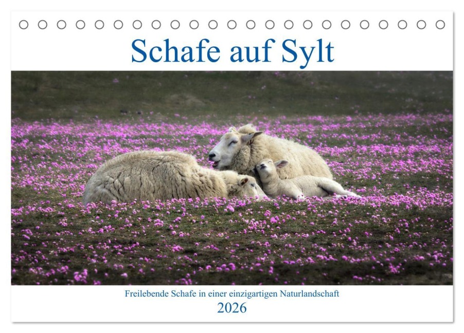 Schafe auf Sylt (Tischkalender 2026 DIN A5 quer), CALVENDO Monatskalender - Bodo Balzer