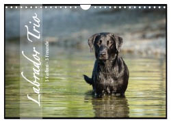 Labrador Trio - 3 Farben, 3 Freunde (Wandkalender 2026 DIN A4 quer), CALVENDO Monatskalender - Cornelia Strunz