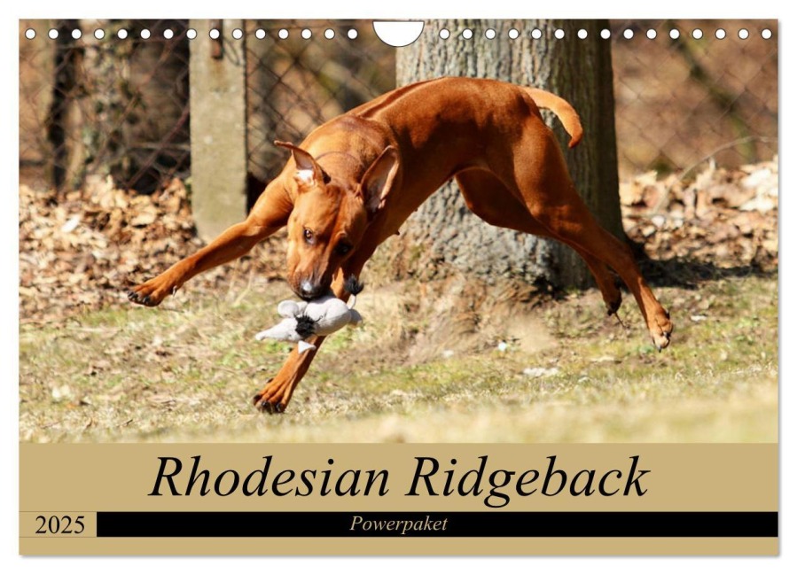 Rhodesian Ridgeback Powerpaket (Wandkalender 2025 DIN A4 quer), CALVENDO Monatskalender - Dagmar Behrens
