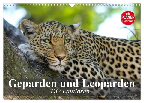 Die Lautlosen. Geparden und Leoparden (Wandkalender 2025 DIN A3 quer), CALVENDO Monatskalender - Elisabeth Stanzer