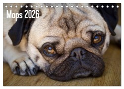 Mops 2026 (Tischkalender 2026 DIN A5 quer), CALVENDO Monatskalender - Beate Zoellner