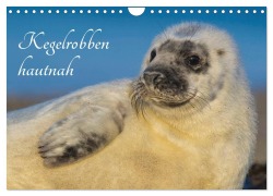 Cover-Bild zum Titel 'Kegelrobben hautnah (Wandkalender 2026 DIN A4 quer), CALVENDO Monatskalender' von 'Sigrid Starick'