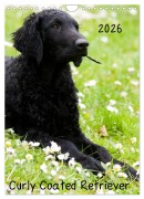 Cover-Bild zum Titel 'Curly Coated Retriever 2026 (Wandkalender 2026 DIN A4 hoch), CALVENDO Monatskalender' von 'Vika-Foto Vika-Foto'