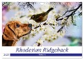 Rhodesian Ridgeback - Moments (Wandkalender 2025 DIN A4 quer), CALVENDO Monatskalender - Dagmar Behrens