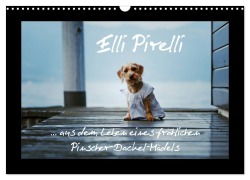 Cover-Bild zum Titel 'Elli Pirelli... aus dem Leben eines fröhlichen Pinscher-Dackel-Mädels (Wandkalender 2026 DIN A3 quer), CALVENDO Monatskalender' von 'Kathrin Köntopp'