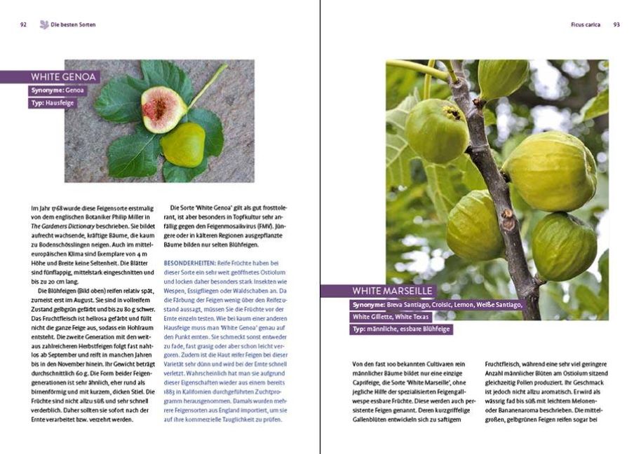 InsideView 7