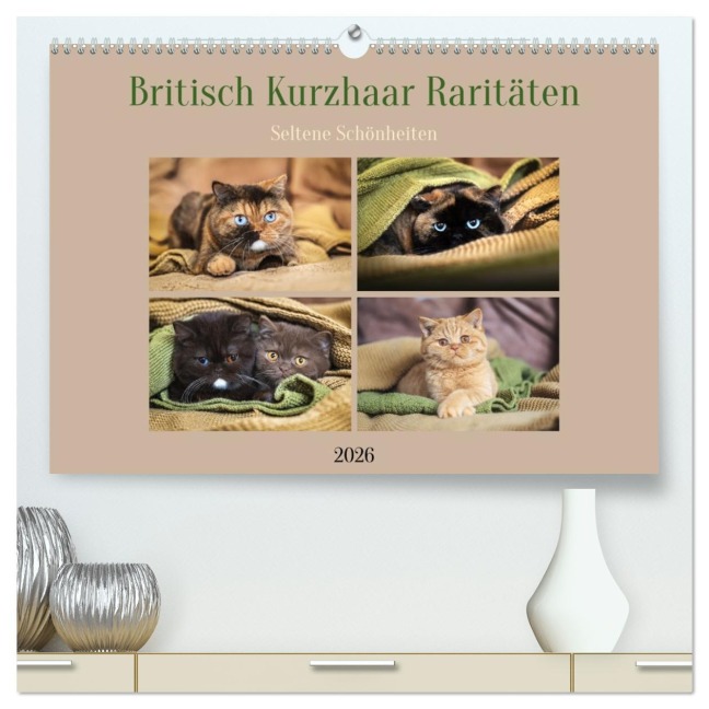 Britisch Kurzhaar Raritäten - seltene Schönheiten (hochwertiger Premium Wandkalender 2026 DIN A2 quer), Kunstdruck in Hochglanz - Janina Bürger