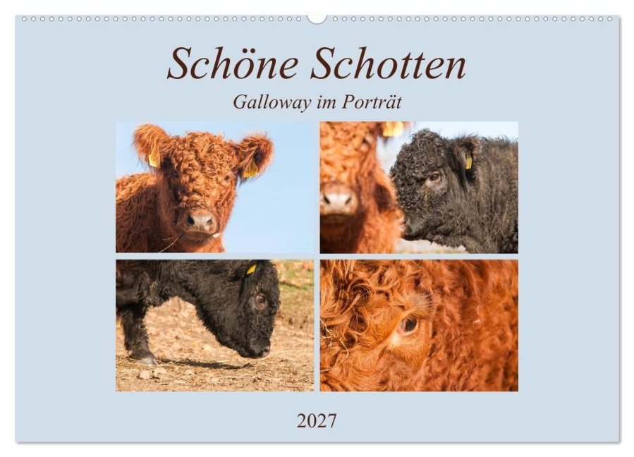 Schöne Schotten - Galloway im Porträt (Wandkalender 2027 DIN A2 quer), CALVENDO Monatskalender - Meike Bölts