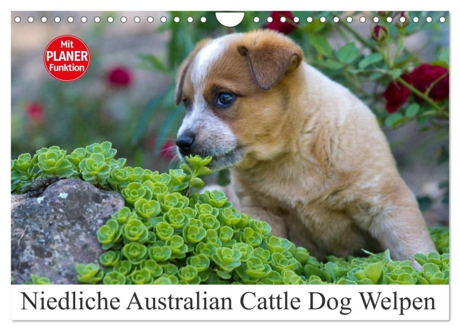 Niedliche Australian Cattle Dog Welpen (Wandkalender 2025 DIN A4 quer), CALVENDO Monatskalender - Fotodesign Verena Scholze