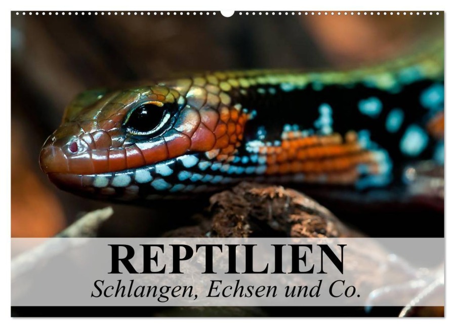 Reptilien Schlangen, Echsen und Co. (Wandkalender 2026 DIN A2 quer), CALVENDO Monatskalender - Elisabeth Stanzer