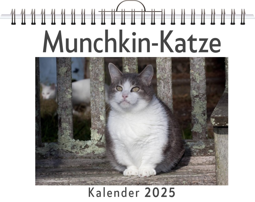 Munchkin-Katze - Anna Scholz