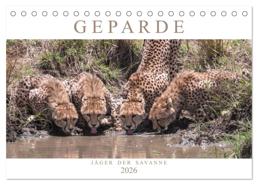 Geparde - Jäger der Savanne (Tischkalender 2026 DIN A5 quer), CALVENDO Monatskalender - Andreas Lippmann