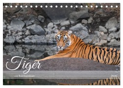 Cover-Bild zum Titel 'Tiger von Ranthambore (Tischkalender 2026 DIN A5 quer), CALVENDO Monatskalender' von 'Robert Styppa'