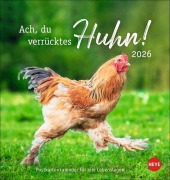 Hühner Postkartenkalender 2026 - Ach, du verrücktes Huhn! - 