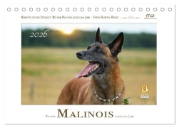 Cover-Bild zum Titel 'Mit dem Malinois durch das Jahr (Tischkalender 2026 DIN A5 quer), CALVENDO Monatskalender' von 'Martina Wrede - Wredefotografie'