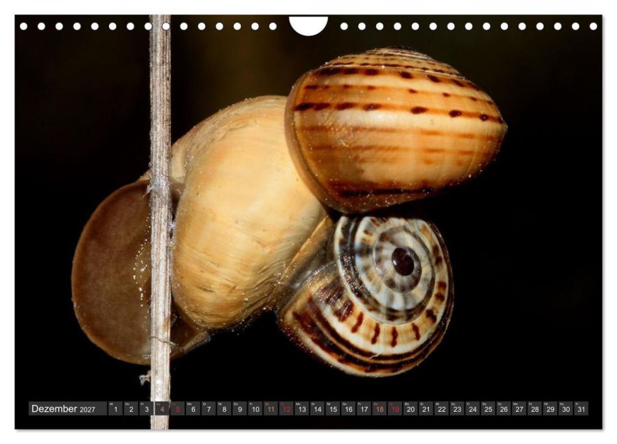 InsideView 4