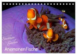Cover-Bild zum Titel 'Anemonenfische - Streitbare Gesellen (Tischkalender 2026 DIN A5 quer), CALVENDO Monatskalender' von 'Ute Niemann'