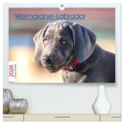 Weimaraner-Labrador (hochwertiger Premium Wandkalender 2026 DIN A2 quer), Kunstdruck in Hochglanz - Tanja Riedel