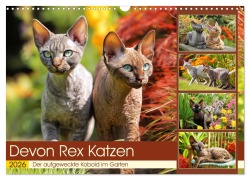 Devon Rex Katzen. Der aufgeweckte Kobold im Garten (Wandkalender 2026 DIN A3 quer), CALVENDO Monatskalender - Rose Hurley