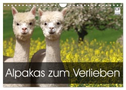 Cover-Bild zum Titel 'Alpakas zum Verlieben (Wandkalender 2026 DIN A4 quer), CALVENDO Monatskalender' von 'Heidi Rentschler'