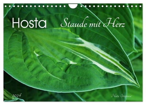 Hosta Staude mit Herz (Wandkalender 2024 DIN A4 quer), CALVENDO Monatskalender - Jutta Heußlein