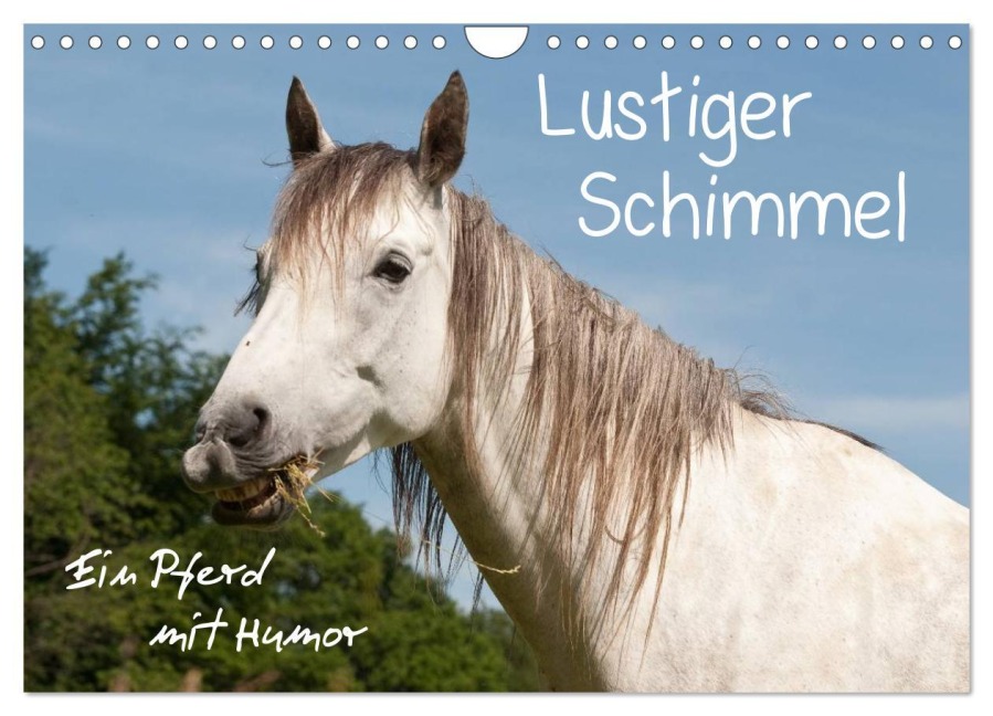 Lustiger Schimmel - ein Pferd mit Humor (Wandkalender 2026 DIN A4 quer), CALVENDO Monatskalender - Meike Bölts