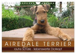 Airedale Terrier (Wandkalender 2026 DIN A4 quer), CALVENDO Monatskalender - Gaby Rottmann