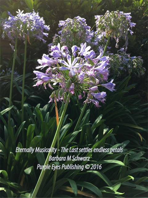 Eternally Musicality - The Last Settles Endless Petals - Barbara M Schwarz