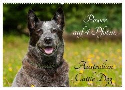 Cover-Bild zum Titel 'Power auf 4 Pfoten. Australian Cattle Dog (Wandkalender 2026 DIN A2 quer), CALVENDO Monatskalender' von 'Sigrid Starick'