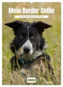 Cover-Bild zum Titel 'Mein Border Collie (Wandkalender 2026 DIN A2 hoch), CALVENDO Monatskalender' von 'Sabine Löwer'