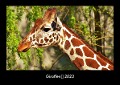 Giraffen 2023 Fotokalender DIN A3 - Tobias Becker