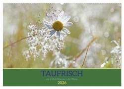 Taufrisch ... am frühen Morgen in der Wiese (Wandkalender 2026 DIN A2 quer), CALVENDO Monatskalender - Gugigei Gugigei