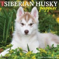 Just Siberian Husky Puppies 2024 12 X 12 Wall Calendar - Willow Creek Press