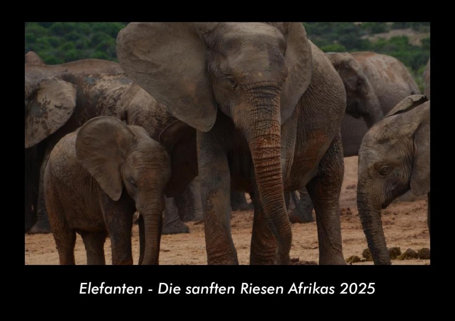 Elefanten - Die sanften Riesen Afrikas 2025 Fotokalender DIN A3 - Tobias Becker