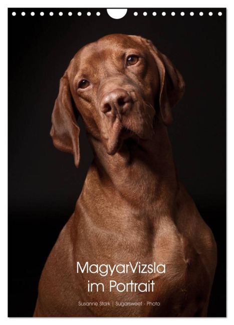 Magyar Vizsla im Portrait (Wandkalender 2026 DIN A4 hoch), CALVENDO Monatskalender - Susanne Stark Sugarsweet - Photo