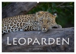 Leoparden - groß und klein (Wandkalender 2026 DIN A2 quer), CALVENDO Monatskalender - Robert Styppa