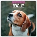 Beagles - Beagle 2025 - 16-Monatskalender - 