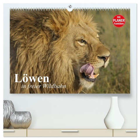 Löwen in freier Wildbahn (hochwertiger Premium Wandkalender 2025 DIN A2 quer), Kunstdruck in Hochglanz - Elisabeth Stanzer