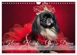 Cover-Bild zum Titel 'Kleine Hunde - Große Diven (Wandkalender 2026 DIN A4 quer), CALVENDO Monatskalender' von 'Fotodesign Verena Scholze'