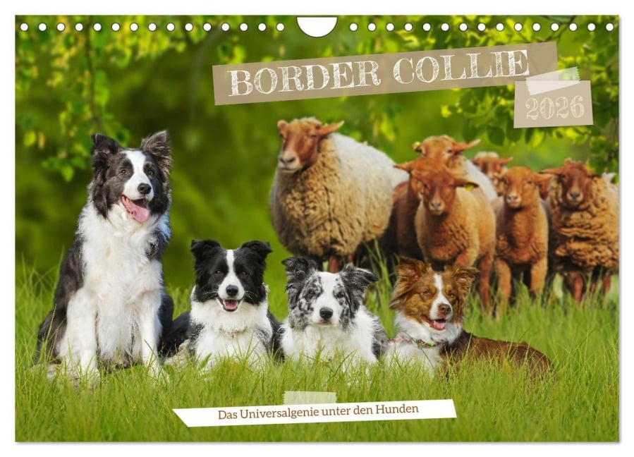 Border Collie - Das Universalgenie unter den Hunden (Wandkalender 2026 DIN A4 quer), CALVENDO Monatskalender - Sigrid Starick